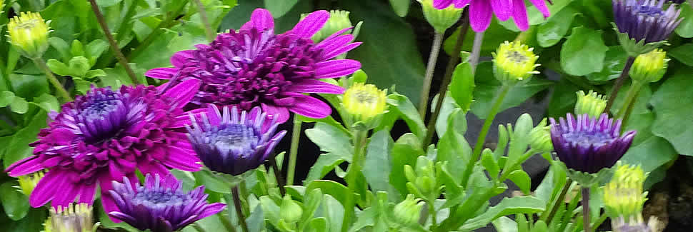 Osteospermums for the patio and garden from Calstock Nursery growers