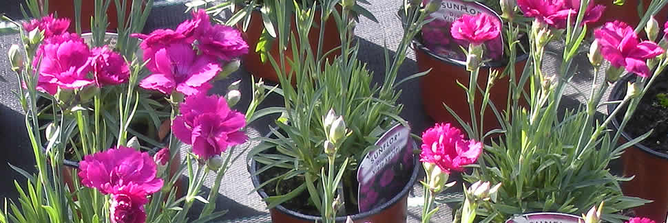 Pinks and Carnations - Sunflor, dwarf pink