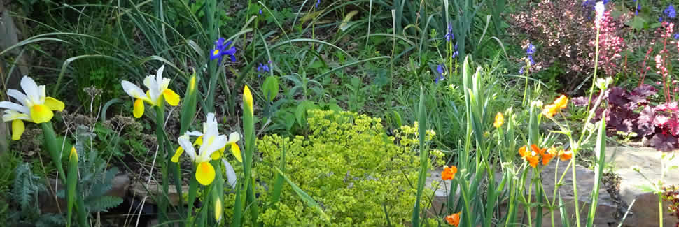 Perennials from Mortimers Nurseries in Calstock