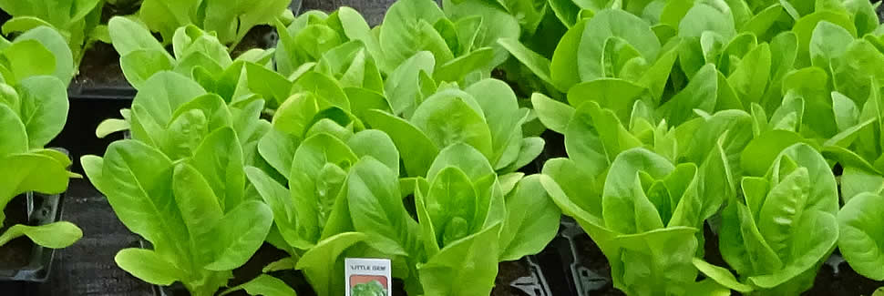 Little Gem Lettuce